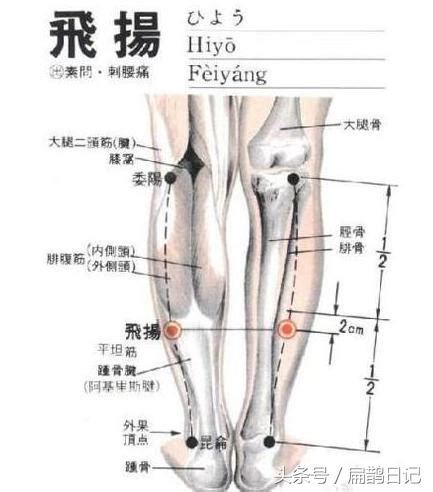 飛揚穴位置|人體穴位大全——飛揚穴：頭痛、腰膝酸痛、癲癇、腳氣等